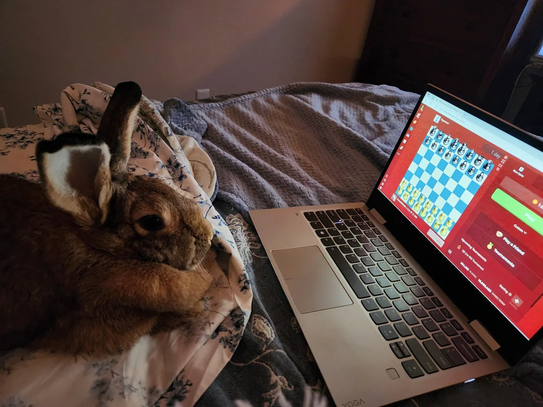 A rabbit snuggled up in bed in front of a computer, looking at a chess board.